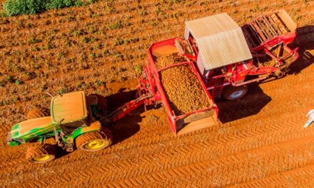 Produtos biotecnológicos estimulam crescimento e aumentam produtividade no cultivo de batatas