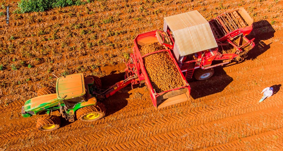 Produtos biotecnológicos estimulam crescimento e aumentam produtividade no cultivo de batatas