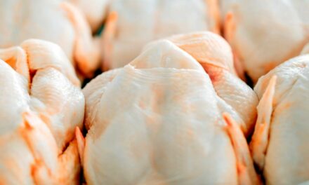 Receita com exportação de frango para a Singapura cresce quase 80% entre janeiro a setembro de 2022
