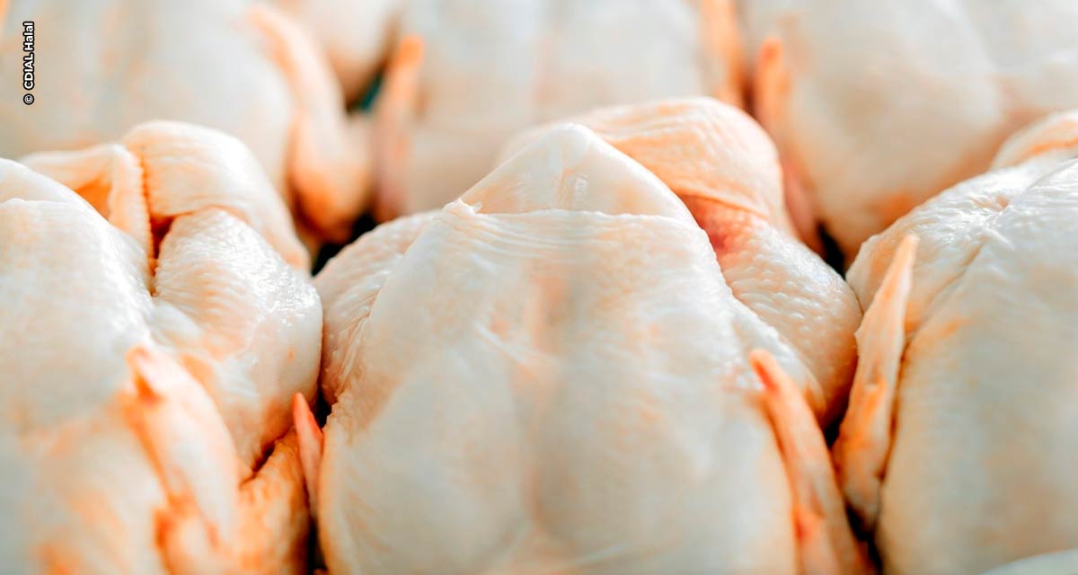 Receita com exportação de frango para a Singapura cresce quase 80% entre janeiro a setembro de 2022