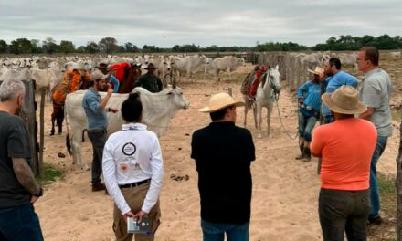 Projeto piloto para conservação de onças e proteção de rebanho bovino tem início no Pantanal