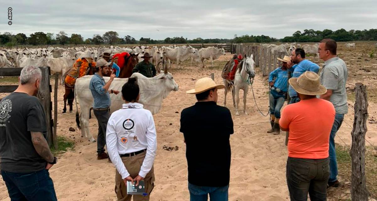 Projeto piloto para conservação de onças e proteção de rebanho bovino tem início no Pantanal