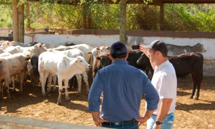 Prática de manejo “Nada nas Mãos” aponta que produtividade depende cada vez mais do bem-estar animal na pecuária