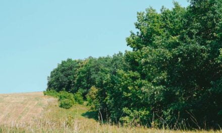 CBA abre novo edital de programa de reflorestamento ambiental voltado para produtores rurais de quatro estados brasileiros