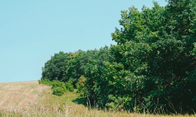 CBA abre novo edital de programa de reflorestamento ambiental voltado para produtores rurais de quatro estados brasileiros