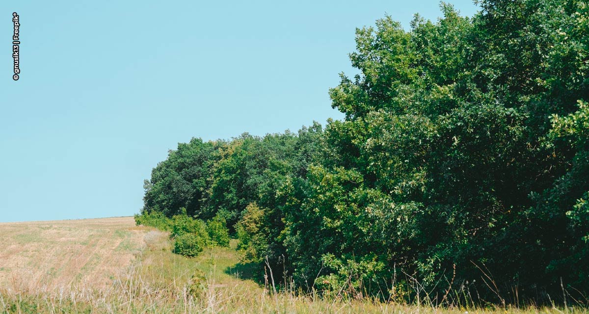 CBA abre novo edital de programa de reflorestamento ambiental voltado para produtores rurais de quatro estados brasileiros