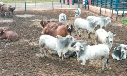 Centro Tecnológico da Bela Vista realiza avaliação da raça Brahman