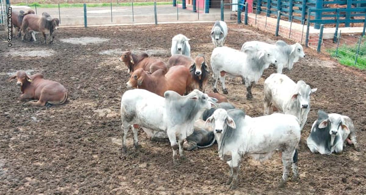 Centro Tecnológico da Bela Vista realiza avaliação da raça Brahman