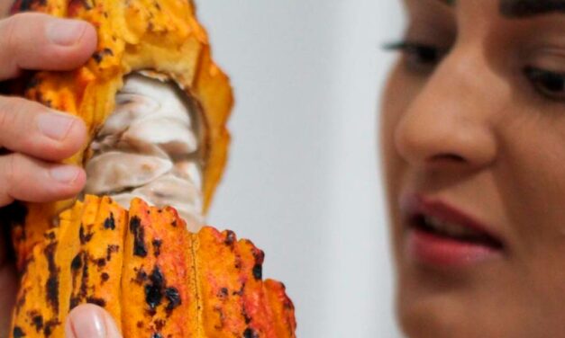 Dia do Nordestino: Empreendedora baiana transforma os grãos do cacau do pai em chocolate na periferia de São Paulo