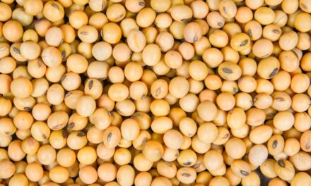DATAGRO: comercialização da soja brasileira safra 2021/22 chega a 87,7% da produção esperada