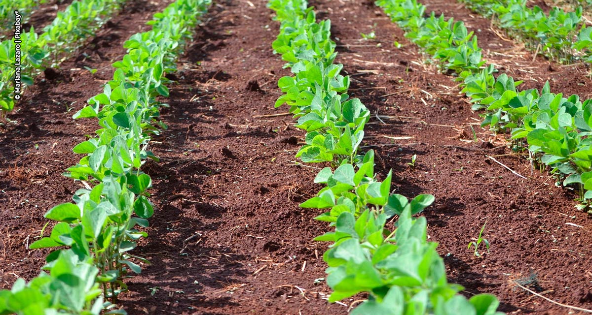 Foi dada a largada no cultivo da soja: o que o produtor precisa saber para aumentar a produtividade