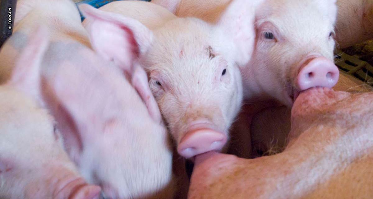 Nutrição equilibrada e boa genética pautam o sucesso na produção de suínos