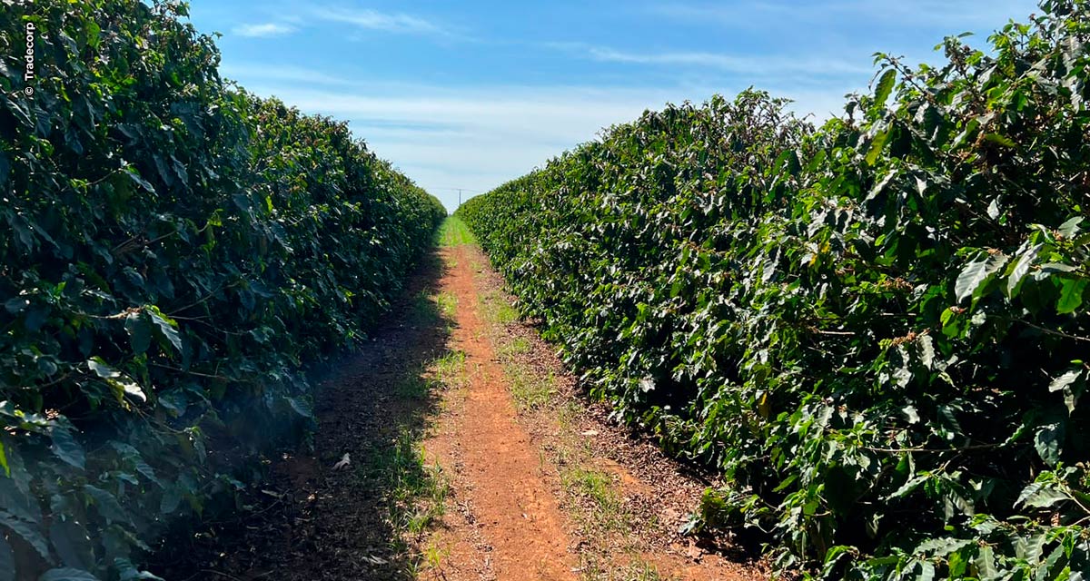 Manejo nutricional na produção cafeeira:  safra de 2022 deverão ser colhidas mais de 50 milhões de sacas