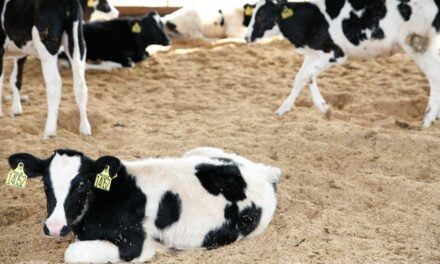 Fazenda da RAR é a primeira da região Sul com certificação bem-estar animal