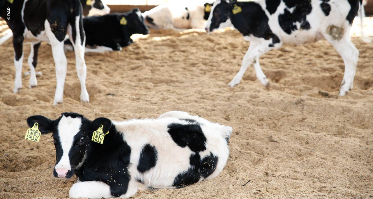 Fazenda da RAR é a primeira da região Sul com certificação bem-estar animal