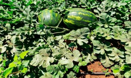 Irrigação por gotejamento em melancias é opção econômica e sustentável para os produtores