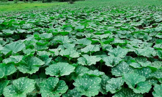 Versatilidade de cultivo destaca produção de abóbora tipo tetsukabuto no Brasil