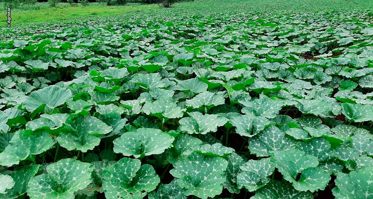 Versatilidade de cultivo destaca produção de abóbora tipo tetsukabuto no Brasil