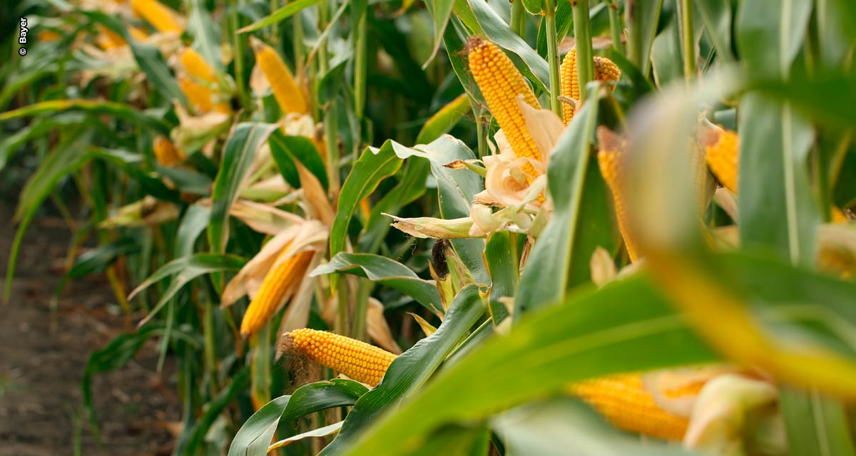 Herbicida pré-emergente lançado pela Bayer auxilia no controle de plantas daninhas no milho