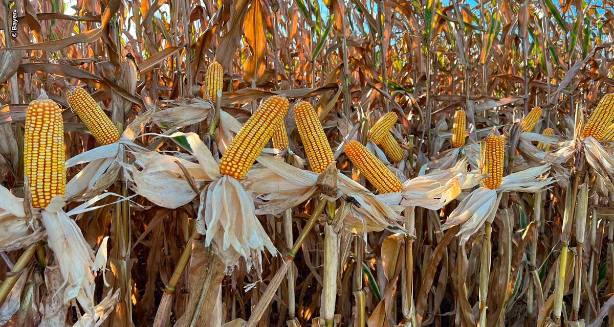 Campeão de concurso de produtividade alcança 248 sacas de milho por hectare ao investir em manejo sustentável