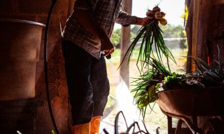 Mercado de carbono brasileiro passa a atender áreas verdes de pequeno e médio porte no país, contribuindo para a redução de gases de efeito estufa