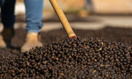 Cooxupé desenvolve programa para garantir a sustentabilidade e padronização do café perante o mercado