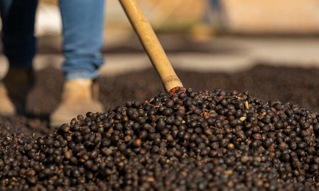 Cooxupé desenvolve programa para garantir a sustentabilidade e padronização do café perante o mercado