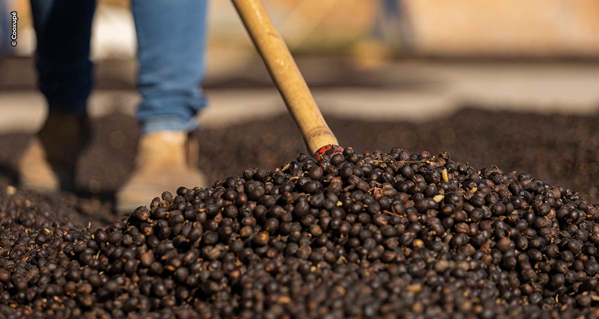 Cooxupé desenvolve programa para garantir a sustentabilidade e padronização do café perante o mercado