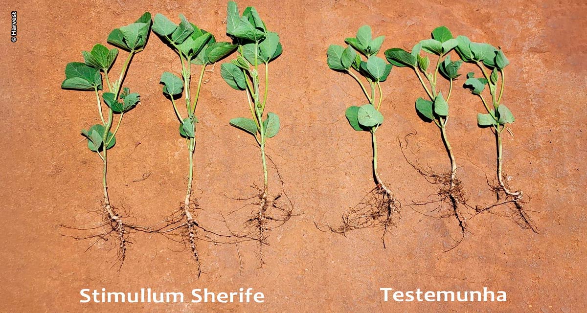 Novo fertilizante tem alta tecnologia para indução de resistência às plantas