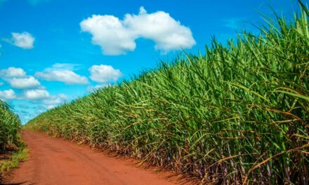 IHARA lança herbicida de alta seletividade para a cana-de-açúcar