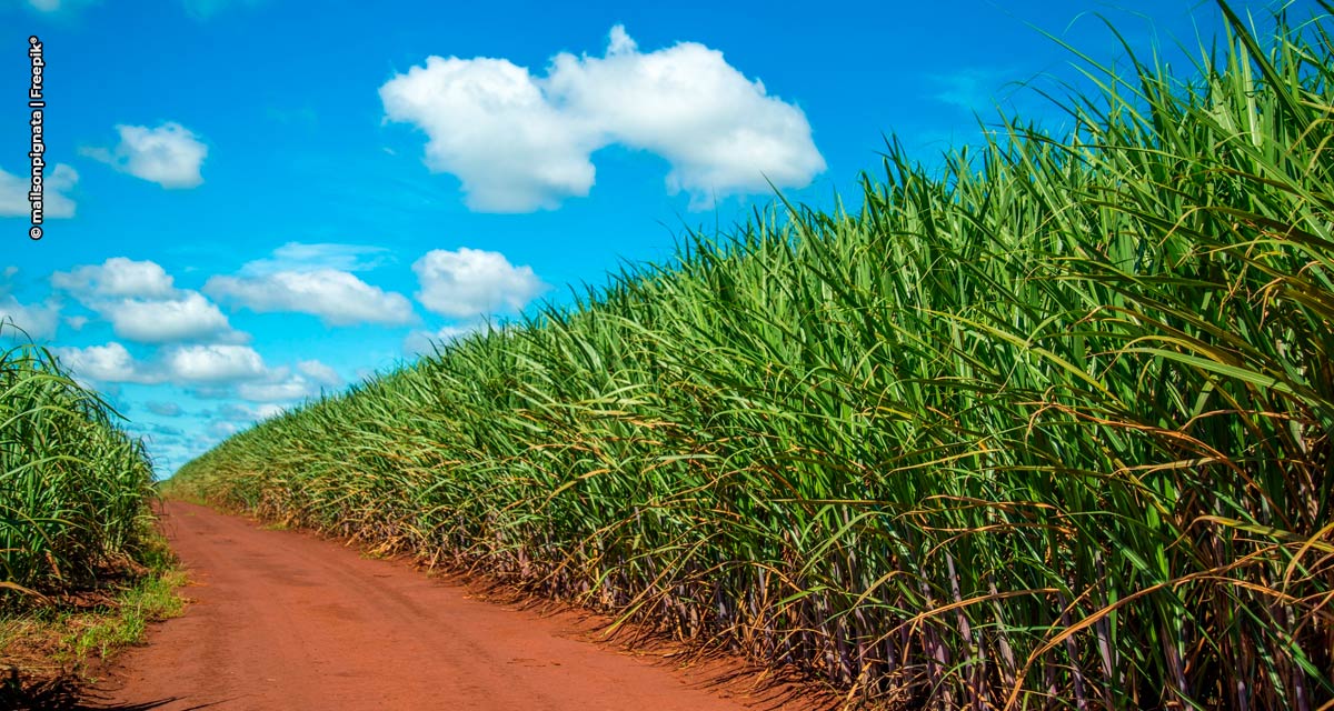 IHARA lança herbicida de alta seletividade para a cana-de-açúcar