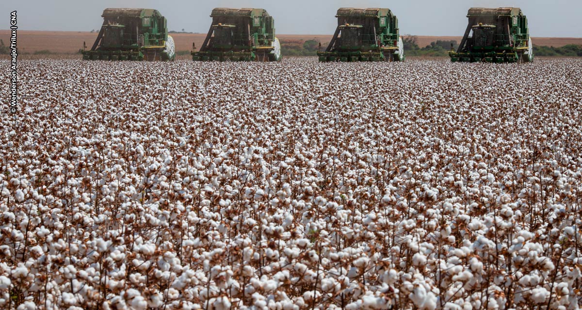 Algodão: seca, calor e pragas impactaram safra brasileira. Como planejar a próxima?