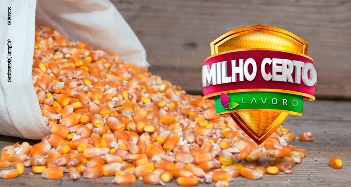 Campanha “Milho Certo Lavoro” pretende atingir a marca de R＄ 550 milhões em vendas de insumos agrícolas com operações de Barter