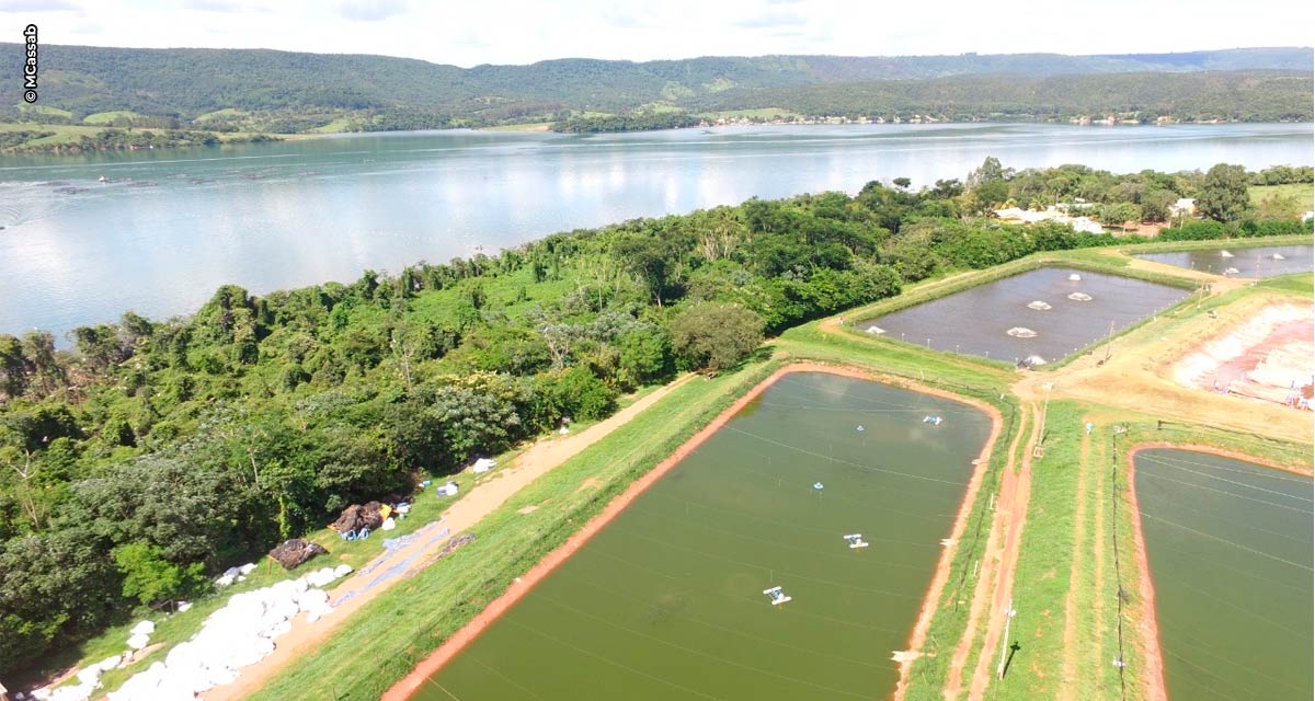 Fider Pescados amplia Área de Preservação Permanente, em Rifaina (SP), com o plantio de 15 mil árvores nativas