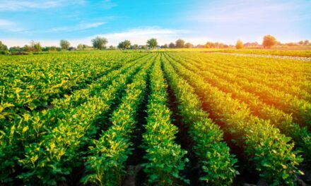 Colheita de batata pode ter incremento de mais de 380 sacas por hectare