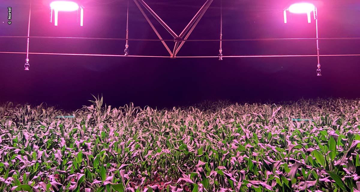 Suplementação luminosa da Nortel recebe chancela científica da Esalq/USP pela qualidade dos grãos nas culturas de soja e milho