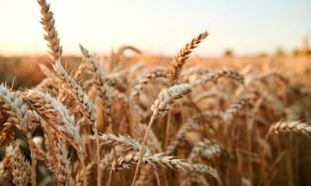 Estudo revela risco sanitário no cultivo de trigo