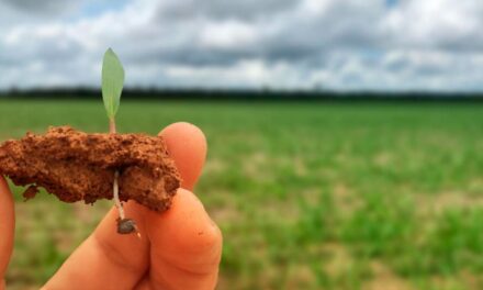 Cuidado na fase da germinação é importante na formação da pastagem