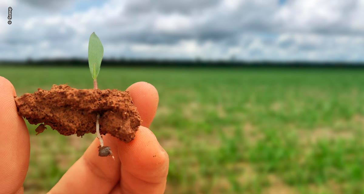 Cuidado na fase da germinação é importante na formação da pastagem