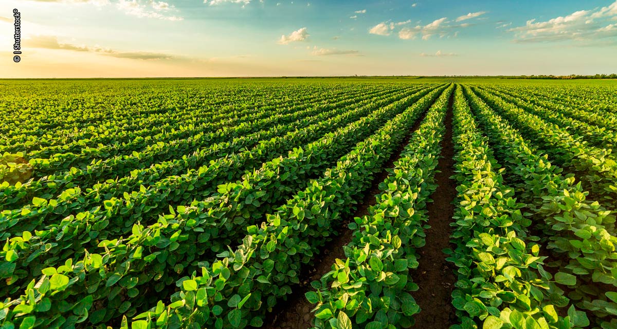 Mercado nacional ganha registro de biofungicida multissítio para diversas culturas