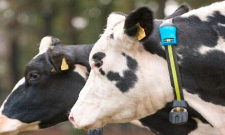 Monitoramento avançado de vacas leiteiras ganha nova versão