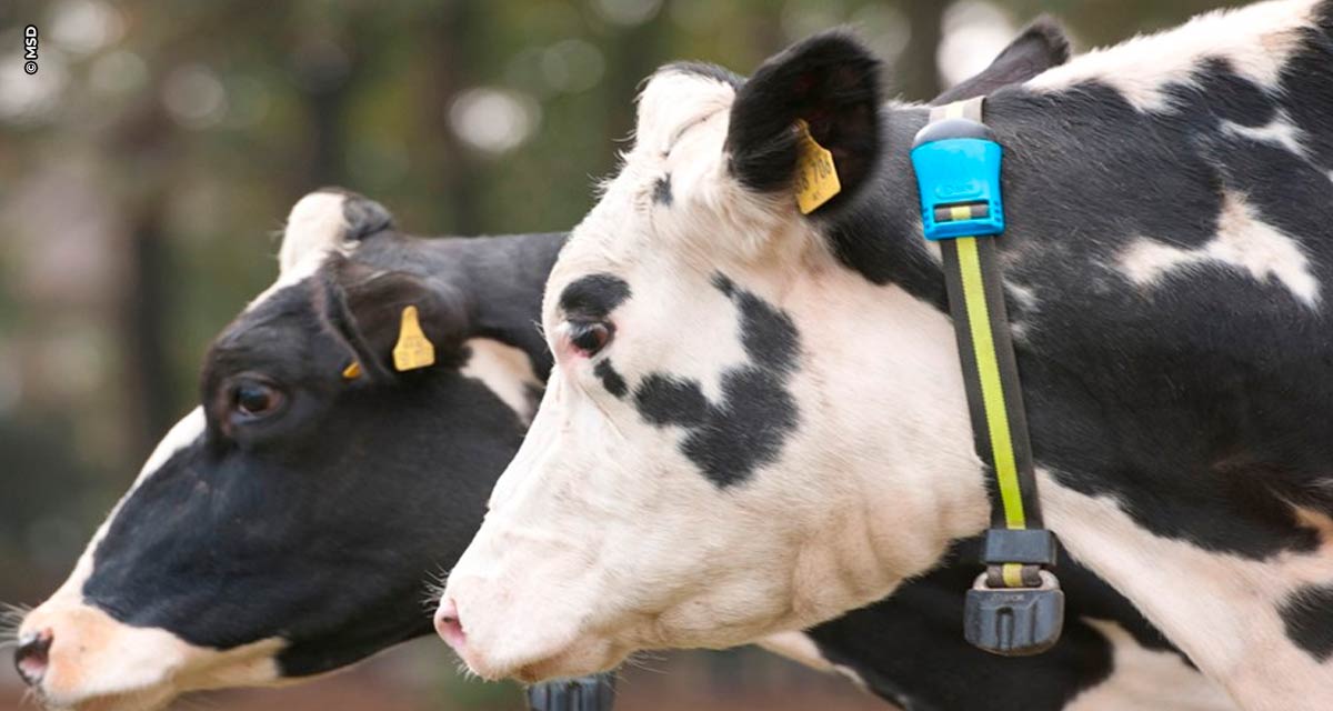 Monitoramento avançado de vacas leiteiras ganha nova versão