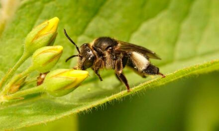 Senar, Embrapa e A.B.E.L.H.A. lançam curso sobre polinização agrícola