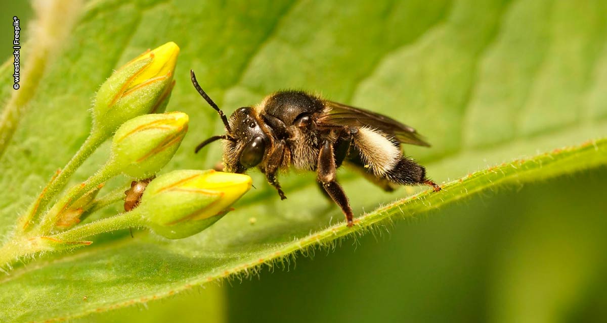 Senar, Embrapa e A.B.E.L.H.A. lançam curso sobre polinização agrícola