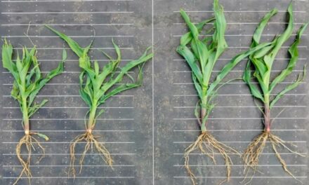 Tratamento de sementes com nutrientes e bioestimulantes pode gerar incremento de 4,2% na produtividade da soja