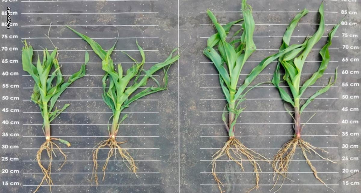 Tratamento de sementes com nutrientes e bioestimulantes pode gerar incremento de 4,2% na produtividade da soja