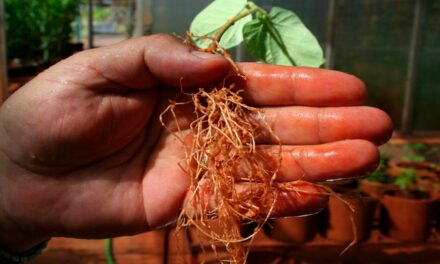 Manejo bem-feito ajuda no controle de nematoides na safra de soja 22/23