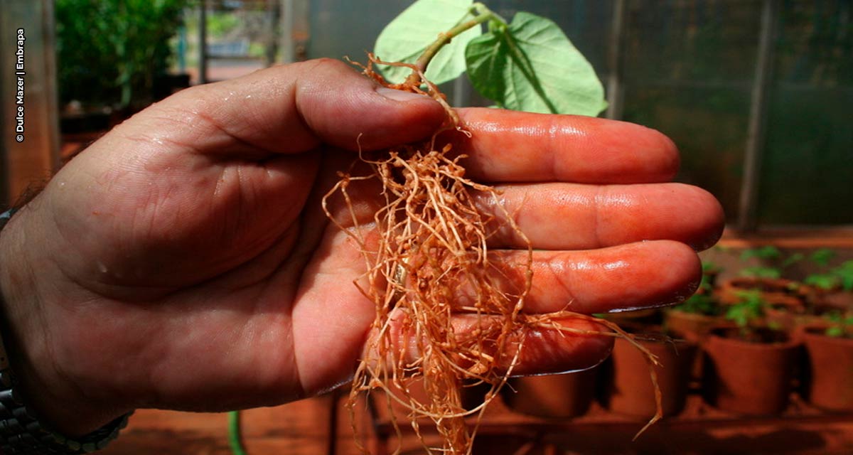 Manejo bem-feito ajuda no controle de nematoides na safra de soja 22/23