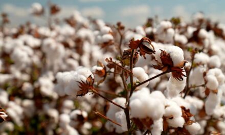Novas variedades de sementes de algodão entregam maior produtividade para a safra 2022/2023