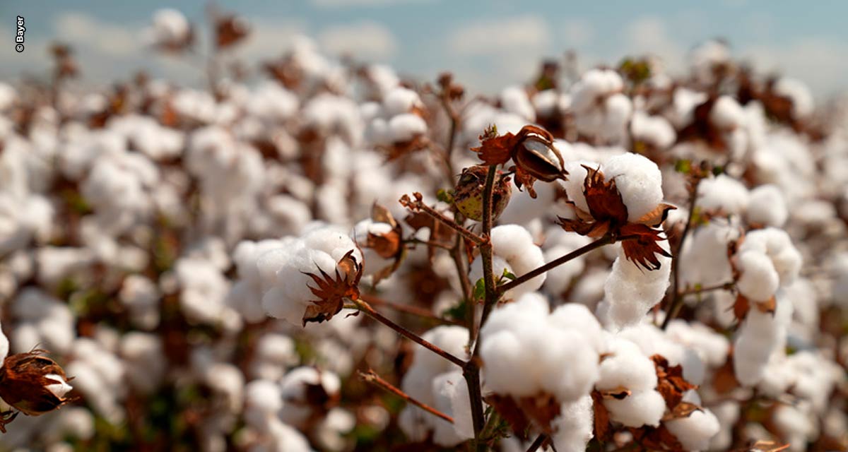 Novas variedades de sementes de algodão entregam maior produtividade para a safra 2022/2023